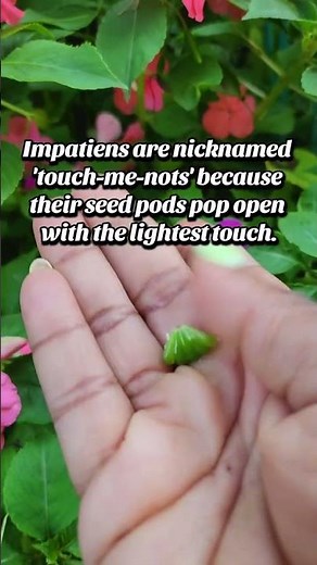 Impatiens Exploding Seed Pod #Impatiens #backyardgarden #gardening