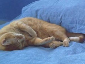 Adiós México en español