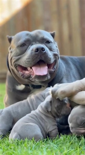 Mamma and her puppies❤️#dogs #shorts #foryou #fyp #ytshorts #ytviral #viral #trending #doglife #dog