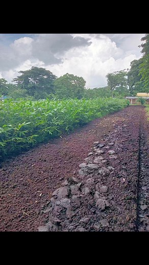 337 reactions · 12 shares | Bula bamboo nursery & Bula Bamboo Plantation Corporation , we grow our bamboo from seeds, we uses organic, renewable, reusable & sustainable materials. We ensure our bamboo seedlings is thriving healthy, happy & hearty. #bulabamboonursery #giantbambooPH #sustainable #ethicallysourced #renewableenergy #bioeconomy | Bula Bamboo Plantation Corporation | Facebook
