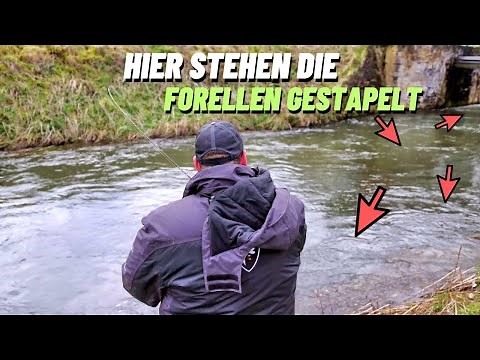 Successful trout fishing in a wild stream - Brown trout - 4K