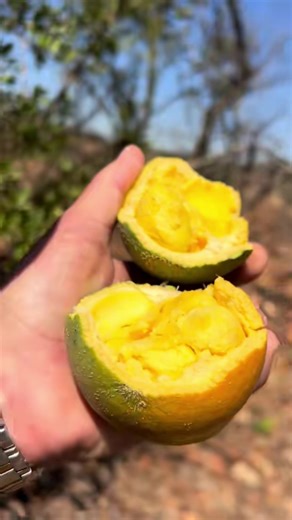 Discover Snotappel: The Unique Monkey Fruit