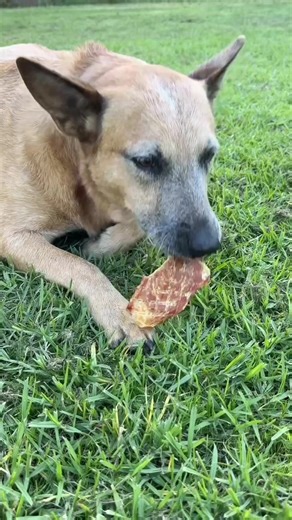 Maintaining your dogs health is easier than ever with these single ingredient treats & chews! Spoil your dog with healthy snacks! ︎✔️CLEAN teeth with FRESH breath ✔️Single ingredient ✔️100,000+ Happy customers ✔️Australian made & owned  Get $30 off with code 30OFF  Free Shipping on orders over $150 + Easy Returns! | Pet Snacks | Facebook