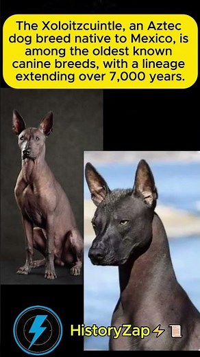 Meet the Oldest Dog Breed: 7,000 Years of History 🐕