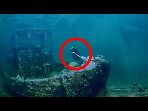 Mermaids: The Truth Behind the Myth