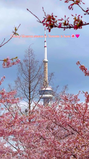 Toronto Girls Blog ♡ | It’s officially cherry blossom season in Toronto 🌸🩷 This is a live edit from today 😍 The pretty pink flowers are now in full bloom at... | Instagram