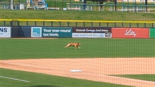 Joey, a Peak Lab Rescue alum, knocked it out of the park with his retrieving skills at the Kannapolis Cannon Ballers game yesterday! ⚾🐾 This MVP earned his pup cup in style! 🐶🏆 #PeakLabRescue #JoeyGranville #RescueStar #PupCupChampion #PeakLabJoey #CannonBallers | Peak Lab Rescue