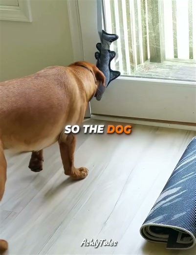 The Cat Didn’t See That Coming 😿🐶😂 #cats #cat #dog #shorts