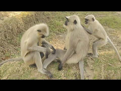 Inside the Social World of Langurs 🐒🌿 | Natural Wildlife Documentary Style. #langur #monkey 