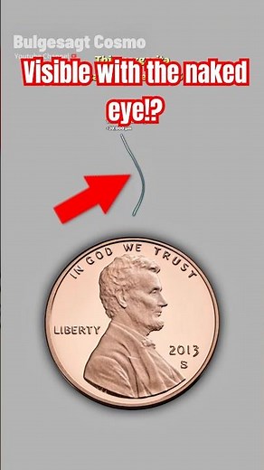 THE LARGEST MICROORGANIS!? | SIZE COMPARISON