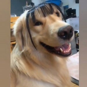 39K views · 402 reactions | When you show of your new haircut.. | Animal Time | Facebook