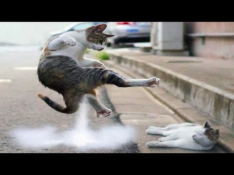 Cats And Dogs Reaction To Fart 🐕💨 - Try Not To Laugh 😂 | Chris Pets