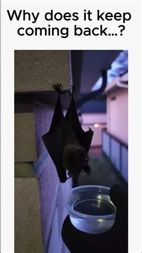 Proof Bats Aren’t Scary… 🦇