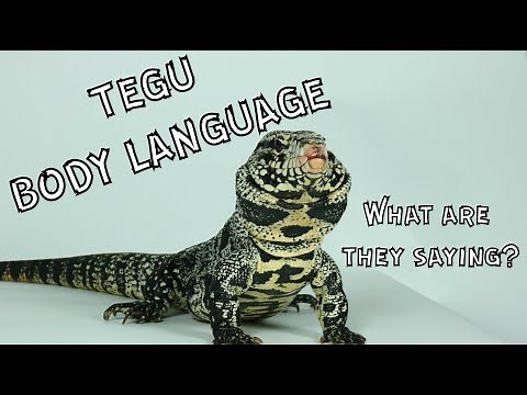 Body Language of Tegus: What are They Saying?