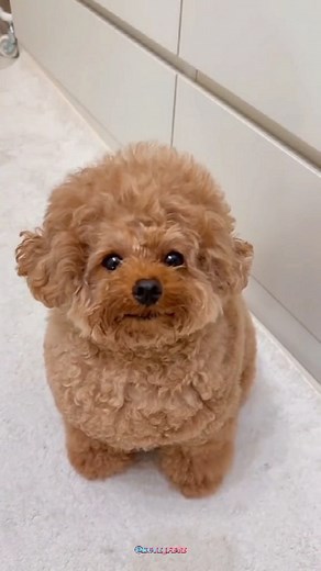 2.8K views · 4 comments | When Dogs Talk Back: The ‘I Love You’...