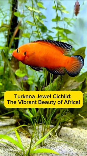 Turkana Jewel Cichlid: The Vibrant Beauty of Africa! AquaVerse #turkanajewel #cichlid #shorts