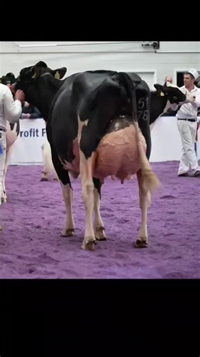 Understanding Heavy Milk Production from HF Cows