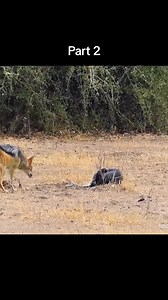 32K views · 467 reactions | Honey Badger hunting python #wildanimals #python #honeybadger #animals | Video Snake | Facebook