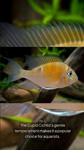 The Cupid Cichlid (Biotodoma Cupido) | Amazing Aquatics