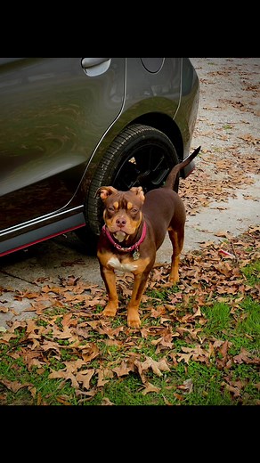 Bulldog Pitbull Mix: A Unique Crossbreed