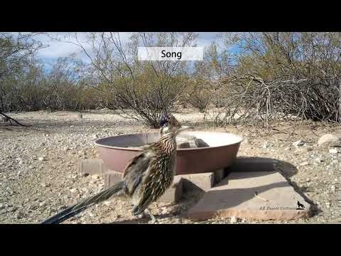 The 5 Sounds a Greater Roadrunner can make
