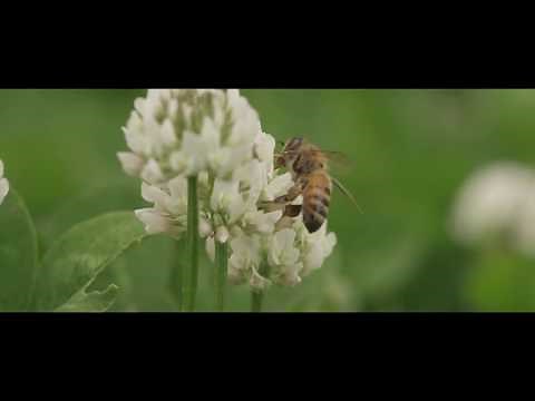 Common Bees in Your Backyard