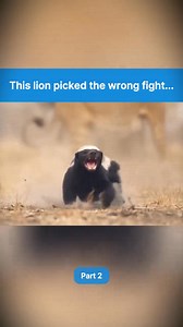 Hyena gets free cosmetic surgery. #wildanimals #animal #fyp | Animals Scenes