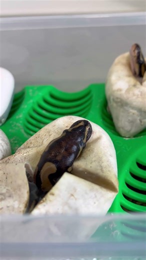 Wykluwają się młode pytony 🐍 🐍 #węże #ballpython #regiusy #python #hatching #snakes
