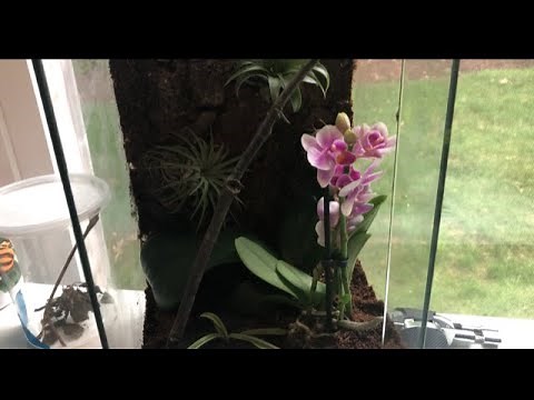 Building a MINI VIVARIUM (for an Orchid Mantis)