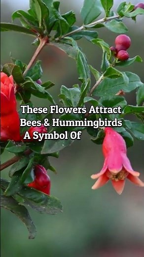 The Fiery Bloom of Pomegranate 🌸❤️