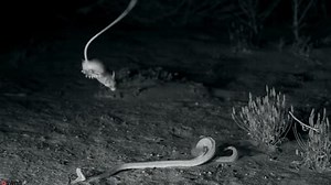 Incredible moment kangaroo rat 'ninja kicks' rattlesnake away