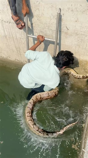 Rescue 13 foot python 😰#snakerescue #python #rescue #india #wildliferescue #shots
