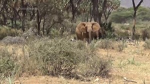Elephants call each other by unique names, new study shows