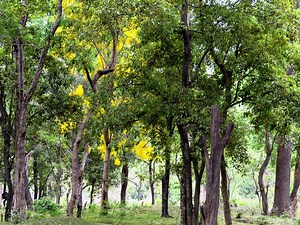 How To Grow And Care For Sandalwood Trees - Bunnings New Zealand