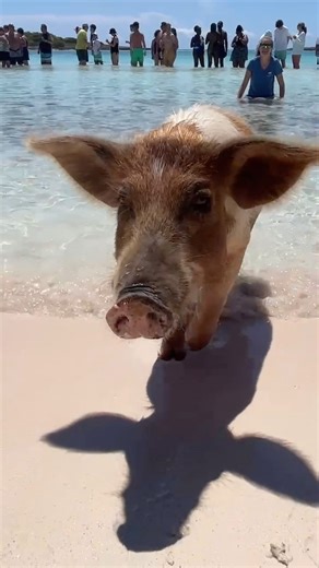 2.3K views · 48 reactions | Oops 﫣 (note: no pigs ingested alcohol) #bahamas #swimmingpigs #exumabahamas #powerboatadventures #vacationmode #vacationinspiration #itsbetterinthebahamas | Powerboat Adventures | Facebook