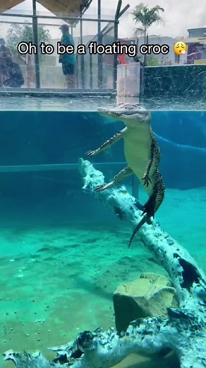Cocodrilo en Cobija - Funny Crocodile Underwater Meme