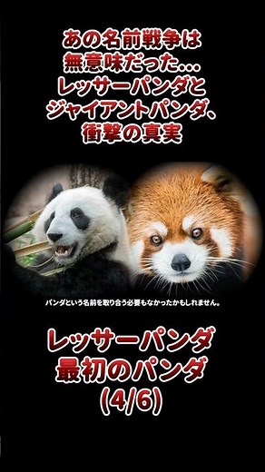The name war was pointless... The shocking truth about red pandas and giant pandas
