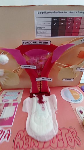 ¡Orgullosa de compartir uno de los trabajos de mis estudiantes! 💡👩‍🏫 En esta ocasión, exploramos el fascinante tema del sistema reproductor femenino 🔬👩‍⚕️. A través de este proyecto, aprendieron sobre su anatomía y funciones clave. ¡Gran trabajo! 👏🌟 #Educación #SistemaReproductorFemenino #Ciencia #AprenderEsCrecer #FuturasCientíficas