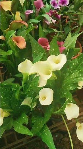 Arum-lily Plant |🌿 how to grow Arum-lily Plant | #10million