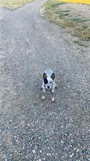 Cattle dog puppy fetches Baseball #cattledogs #puppy #dogcoach #doglife #lifeisbutadream