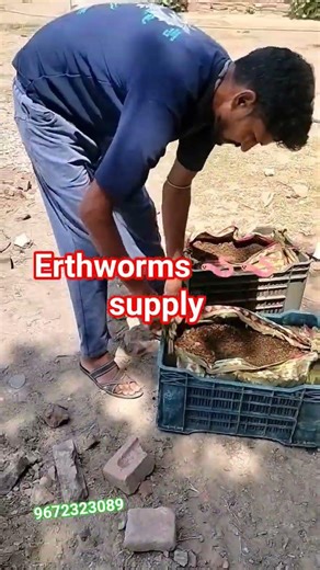 👉 “Kenchue Supply Kaise Karte Hain? Proper Packaging Process | Vermicompost Business