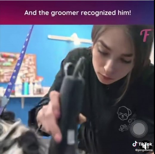 Dog grooming saves a good boy's puppy after a year long journey!