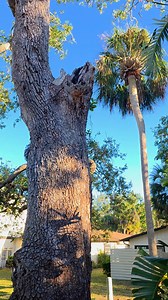 Bad tree work alert | Jacob Gilliam Tree Care - ISA Board Certified Master Arborist