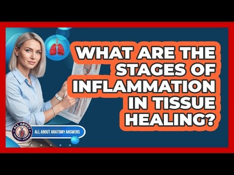 What Are the Stages of Inflammation in Tissue Healing?