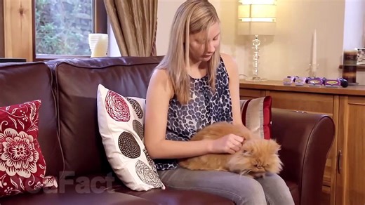 10 Cool Amazon GADGETS For CATS That Are Worth Buying