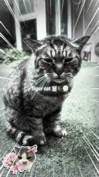 Alien Cat noises 🤣 #cat #funny #cute #pets