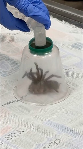 Cleaning Tarantula Wounds #goodtoknow #vet #medicine #educational #funfacts #lifehacks #survival