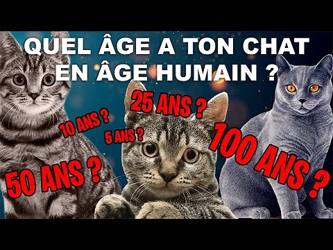 Quel âge a ton Chat en âge Humain ? (la chanson)
