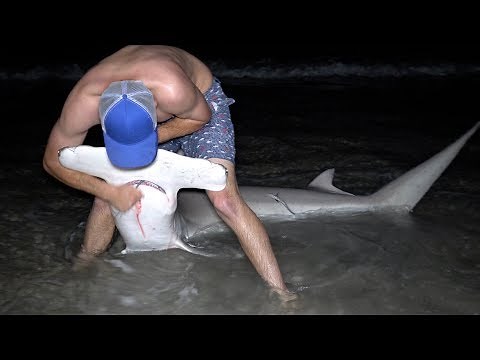 FATAL Risks... EPIC Shark Fail...