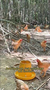 Learn basic farming techniques and you'll have no worries raising chickens #chicken #animals